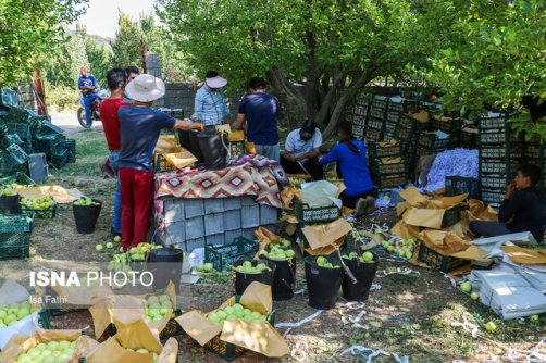 بخش کشاورزی موجب جذب نیروهای کار جدید می شود