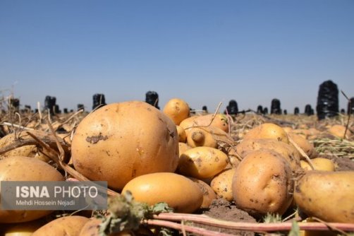 برداشت بیش از ۸۵۰ هزار تن سیب‌زمینی در اردبیل/ پیش‌بینی صادرات ۲۰۰ الی ۳۰۰ هزار تنی