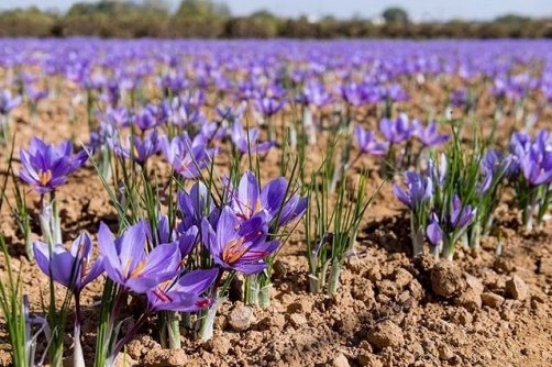 ورود زعفران نو به بازار از ۱۵ روز دیگر/ وضعیت تولید امسال خوب است